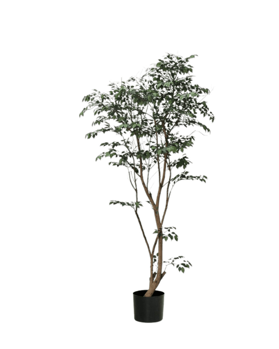 Ficus - Real - Trunk Artificial - Potted plant - 5516314535782 - Tumbleweed Plants - Online Plant Delivery Singapore