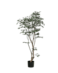 Ficus - Real - Trunk Artificial - Potted plant - 5516314535782 - Tumbleweed Plants - Online Plant Delivery Singapore