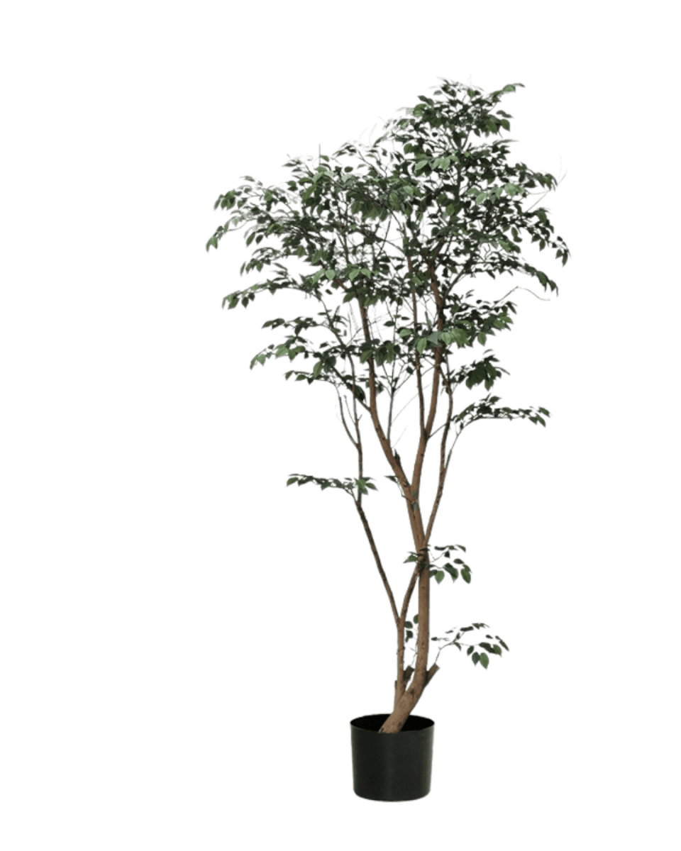 Ficus - Real - Trunk Artificial - Potted plant - 5516314535783 - Tumbleweed Plants - Online Plant Delivery Singapore