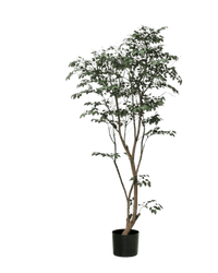 Ficus - Real - Trunk Artificial - Potted plant - 5516314535783 - Tumbleweed Plants - Online Plant Delivery Singapore