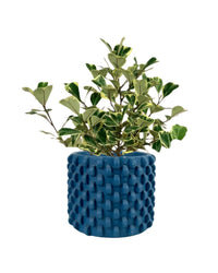 Ficus Triangularis Variegated (0.4m) - carter planters - small - Potted plant - Tumbleweed Plants - Online Plant Delivery Singapore