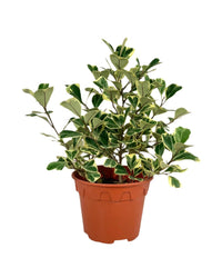 Ficus Triangularis Variegated (0.4m) - grow pot 12cm - Potted plant - Tumbleweed Plants - Online Plant Delivery Singapore