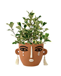 Ficus Triangularis Variegated (0.4m) - polly planter - brown short - Potted plant - Tumbleweed Plants - Online Plant Delivery Singapore