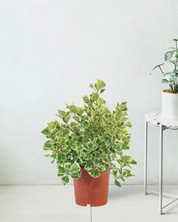 Ficus Triangularis Variegated (0.5m) - grow pot - Potted plant - Tumbleweed Plants - Online Plant Delivery Singapore