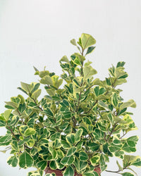 Ficus Triangularis Variegated (0.5m) - grow pot - Potted plant - Tumbleweed Plants - Online Plant Delivery Singapore