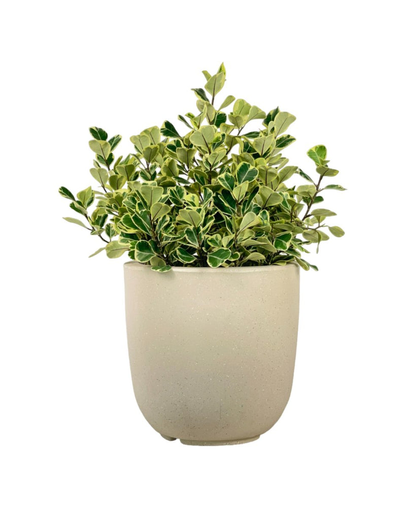 Ficus Triangularis Variegated (0.5m) - grow pot - Potted plant - Tumbleweed Plants - Online Plant Delivery Singapore