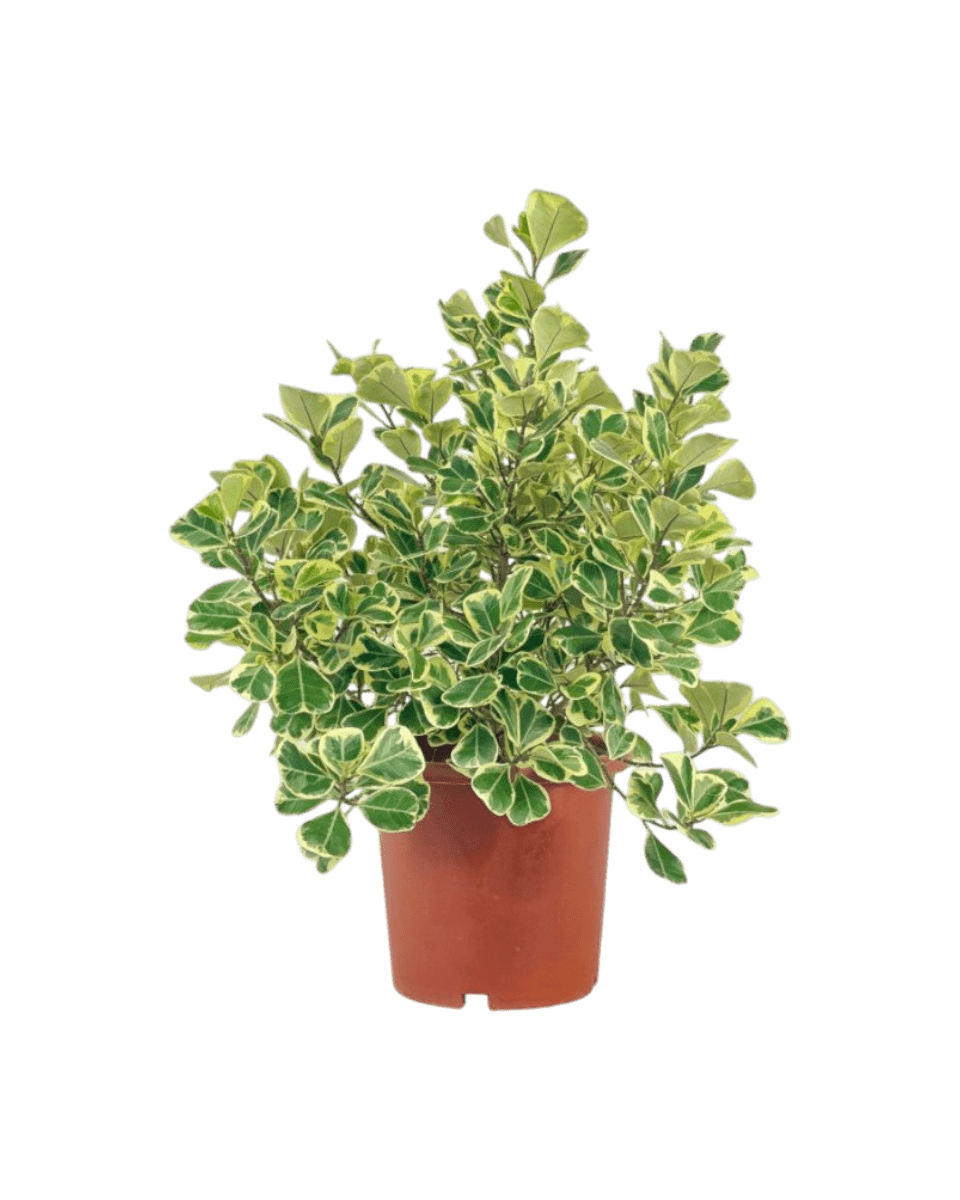 Ficus Triangularis Variegated (0.5m) - Potted plant - POTT - FICU - GRW - 6125 - Tumbleweed Plants - Online Plant Delivery Singapore