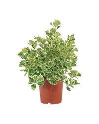 Ficus Triangularis Variegated (0.5m) - Potted plant - POTT - FICU - GRW - 6125 - Tumbleweed Plants - Online Plant Delivery Singapore