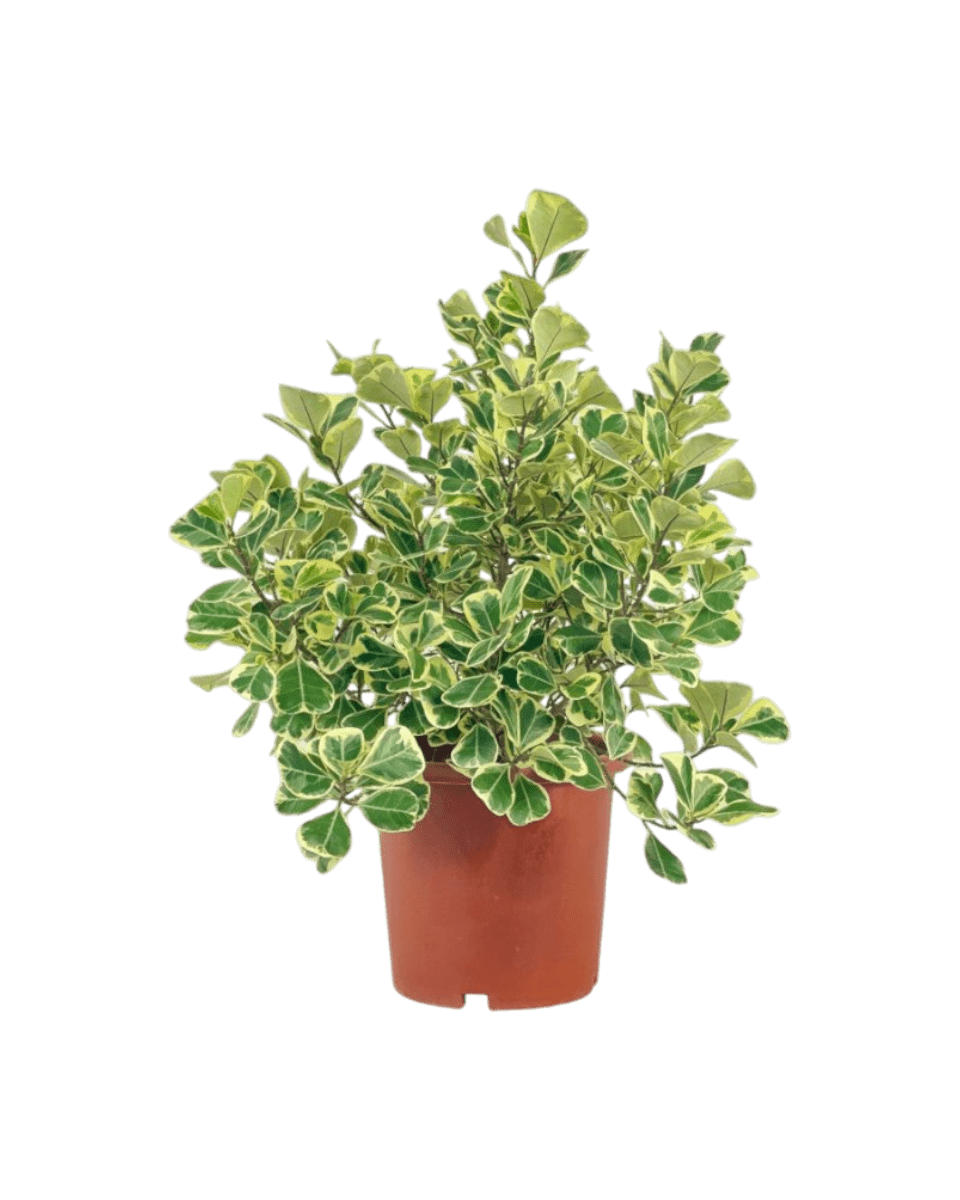 Ficus Triangularis Variegated Junior - Potted plant -  Tumbleweed Plants