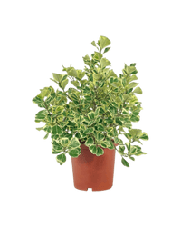 Ficus Triangularis Variegated Junior - Potted plant -  Tumbleweed Plants
