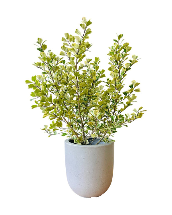 Ficus Triangularis Variegated (0.8m) - grow pot - Potted plant - Tumbleweed Plants - Online Plant Delivery Singapore