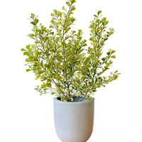 Ficus Triangularis Variegated (0.8m)