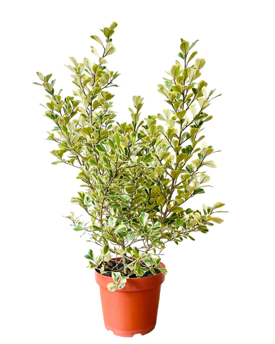 Ficus Triangularis Variegated (0.8m) - grow pot - Potted plant - Tumbleweed Plants - Online Plant Delivery Singapore