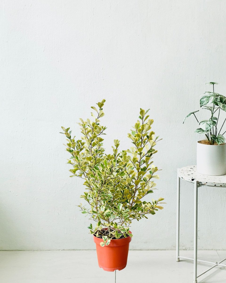 Ficus Triangularis Variegated (0.8m) - grow pot - Potted plant - Tumbleweed Plants - Online Plant Delivery Singapore