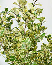 Ficus Triangularis Variegated (0.8m) - grow pot - Potted plant - Tumbleweed Plants - Online Plant Delivery Singapore