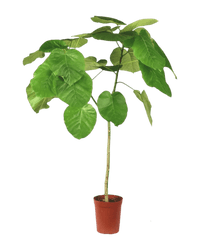 Ficus Umbellata Tree - Potted plant - JUST - FICU - CMG - 3499 - Tumbleweed Plants - Online Plant Delivery Singapore