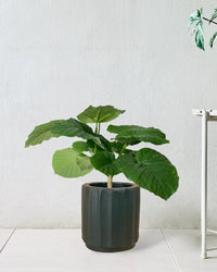 Ficus Umbellata Tree - Potted plant - JUST - FICU - CMG - 3499 - Tumbleweed Plants - Online Plant Delivery Singapore