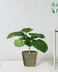 Ficus Umbellata Tree - Potted plant - JUST - FICU - CMG - 3499 - Tumbleweed Plants - Online Plant Delivery Singapore