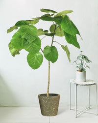 Ficus Umbellata Tree - Potted plant - JUST - FICU - CMG - 3499 - Tumbleweed Plants - Online Plant Delivery Singapore