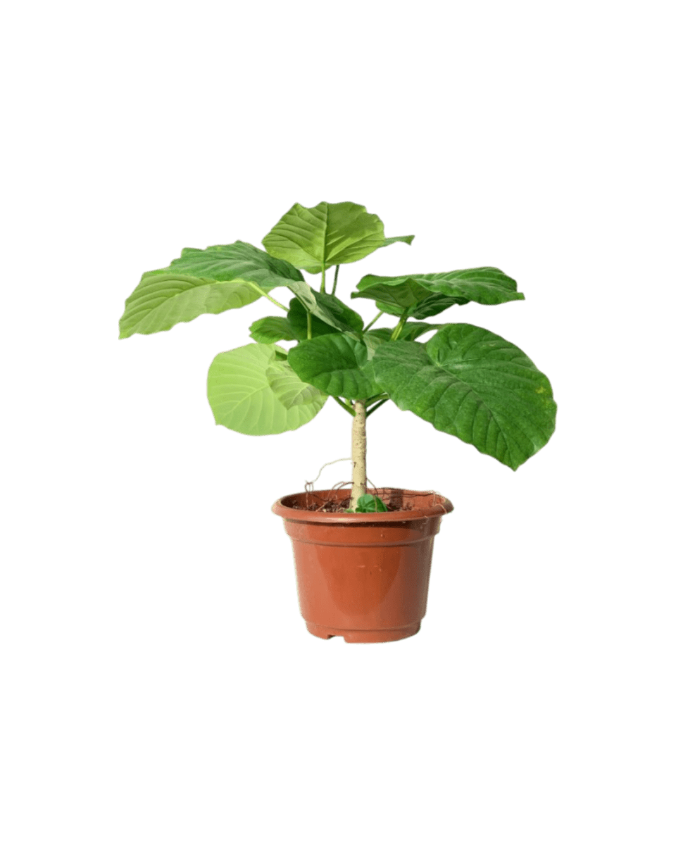 Ficus Umbellata Tree - Potted plant - POTT - FICU - CMG - 4255 - Tumbleweed Plants - Online Plant Delivery Singapore