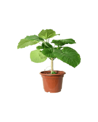 Ficus Umbellata Tree - Potted plant - POTT - FICU - CMG - 4255 - Tumbleweed Plants - Online Plant Delivery Singapore