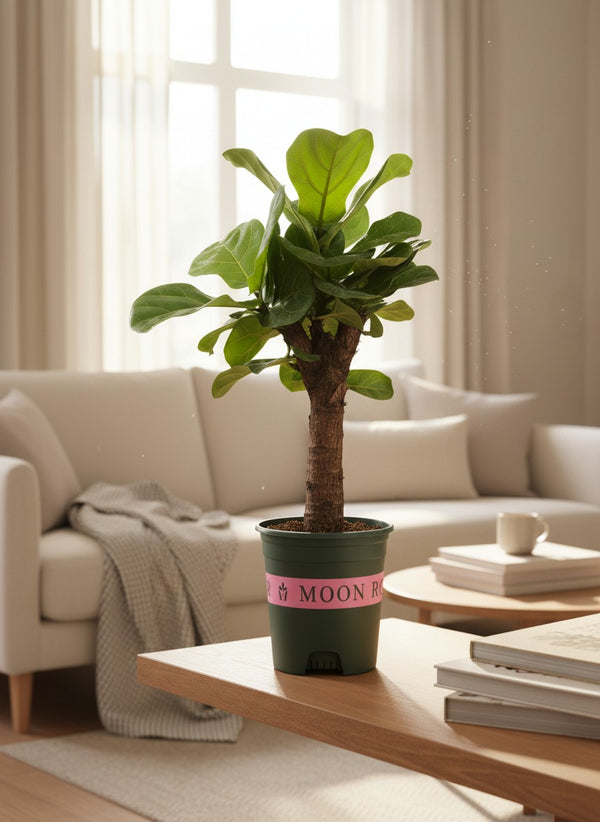 Ficus Lyrata Mini Tree