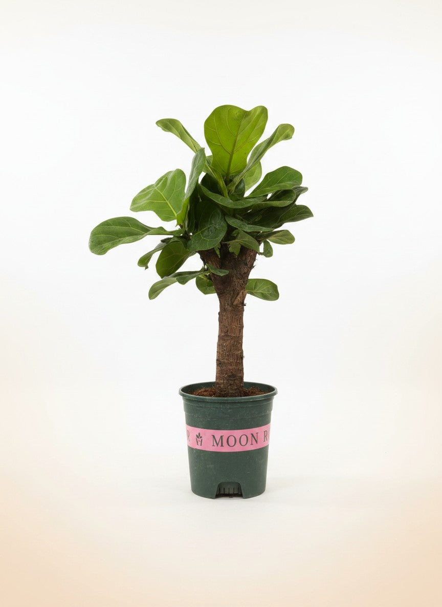 Grow Pot