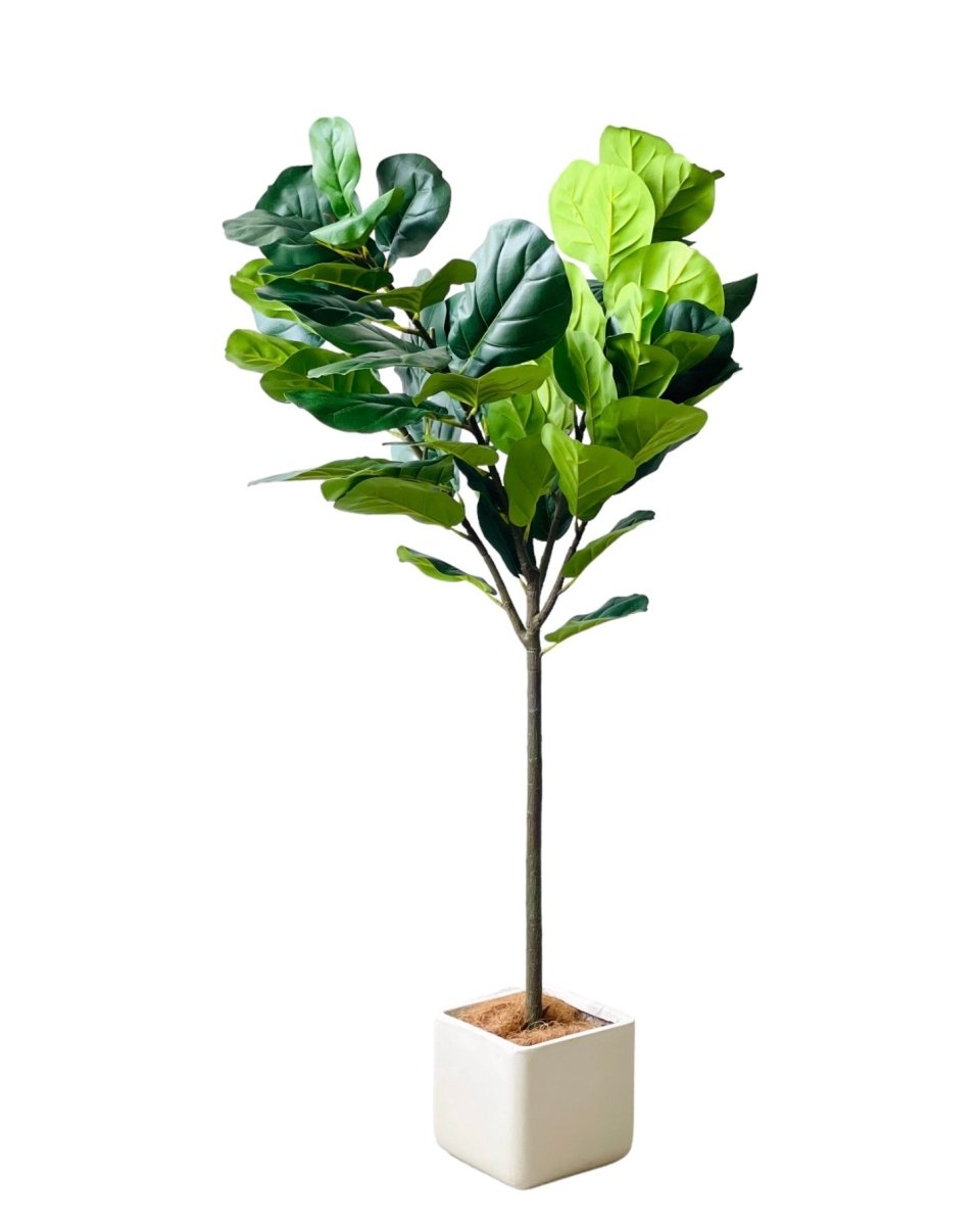 Fiddle - leaf Fig (Faux Plant) - Cube - Potted plant - Tumbleweed Plants - Online Plant Delivery Singapore