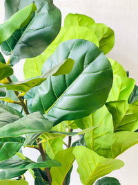 Fiddle - leaf Fig (Faux Plant) - Cube - Potted plant - Tumbleweed Plants - Online Plant Delivery Singapore