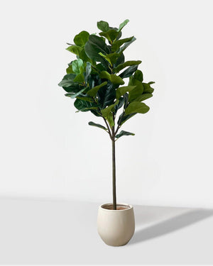 Fiddle-leaf Fig (Faux Plant)