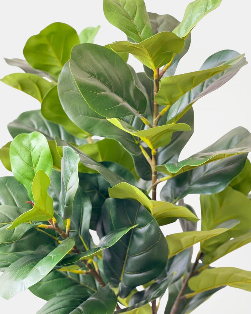 Fiddle-leaf Fig (Faux Plant) - Potted plant - Tumbleweed Plants - Online Plant Delivery Singapore