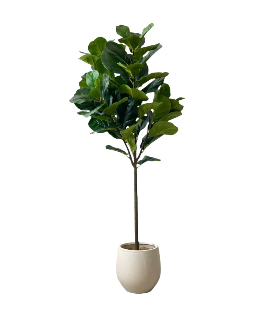 Fiddle - leaf Fig (Faux Plant)