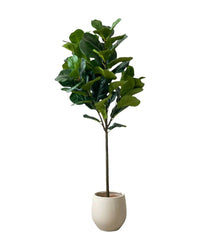 Fiddle - leaf Fig (Faux Plant)