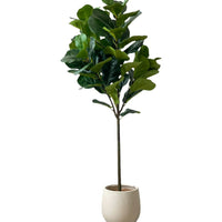 Fiddle-leaf Fig (Life-like Artificial)