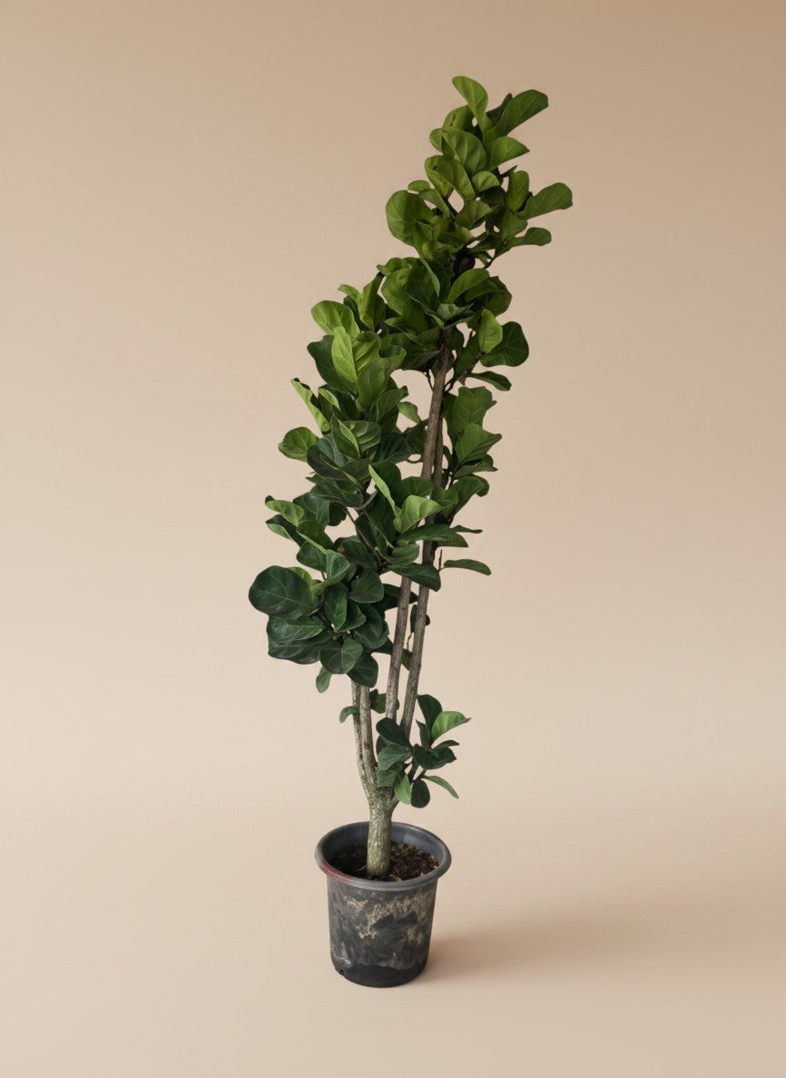 Ficus Lyrata / Fiddle Leaf Fig XL