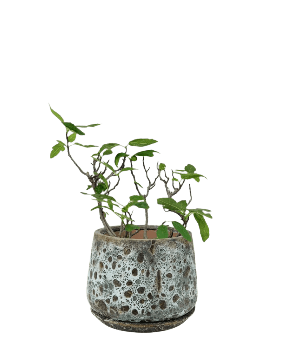 brown moon pot - large with tray