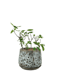 Fig Tree (0.5m) - Potted plant - POTT - FIGT - BRW - 3671 - Tumbleweed Plants - Online Plant Delivery Singapore