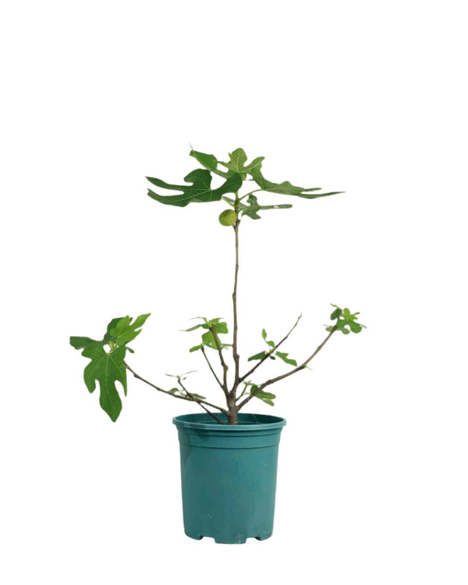 Fig Tree (0.5m) - Potted plant - POTT - FIGT - GRW - 3673 - Tumbleweed Plants - Online Plant Delivery Singapore