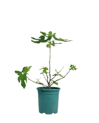 Fig Tree (0.5m) - Potted plant - POTT - FIGT - GRW - 3673 - Tumbleweed Plants - Online Plant Delivery Singapore