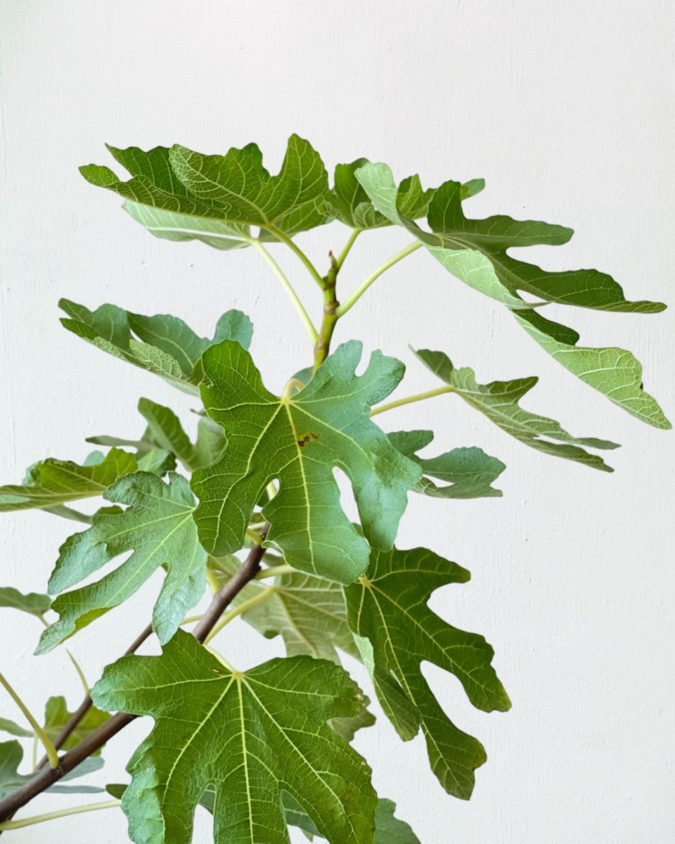 Fig Tree (1m) - grow pot - Potted plant - Tumbleweed Plants - Online Plant Delivery Singapore