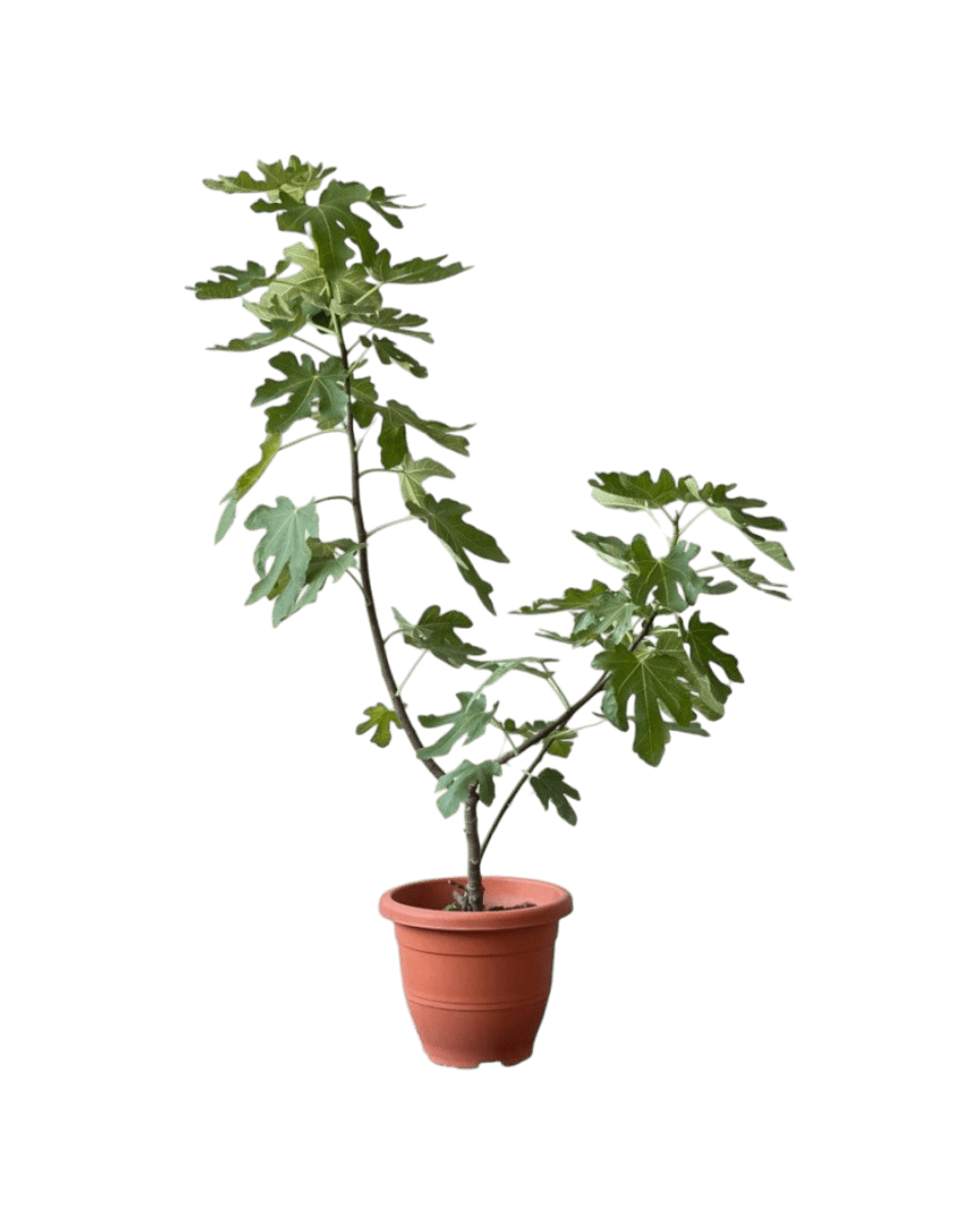 Fig Tree (1m) - Potted plant - POTT - FIGT - GRW - 6121 - Tumbleweed Plants - Online Plant Delivery Singapore