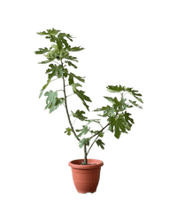 Fig Tree (1m) - Potted plant - POTT - FIGT - GRW - 6121 - Tumbleweed Plants - Online Plant Delivery Singapore