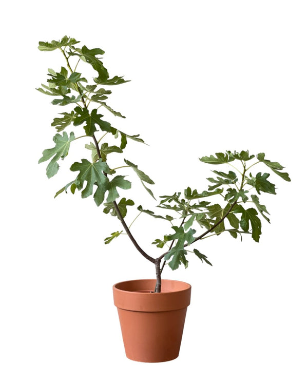 Fig Tree (1m) - grow pot - Potted plant - Tumbleweed Plants - Online Plant Delivery Singapore