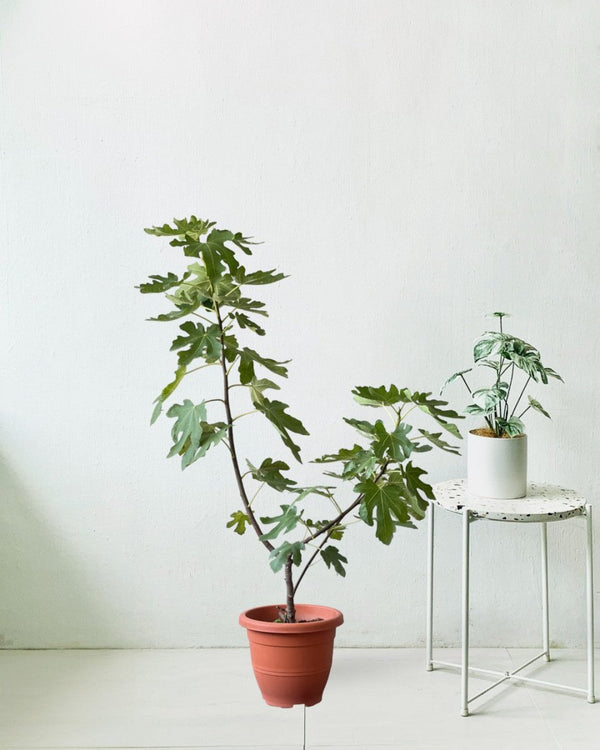 Fig Tree (1m) - grow pot - Potted plant - Tumbleweed Plants - Online Plant Delivery Singapore