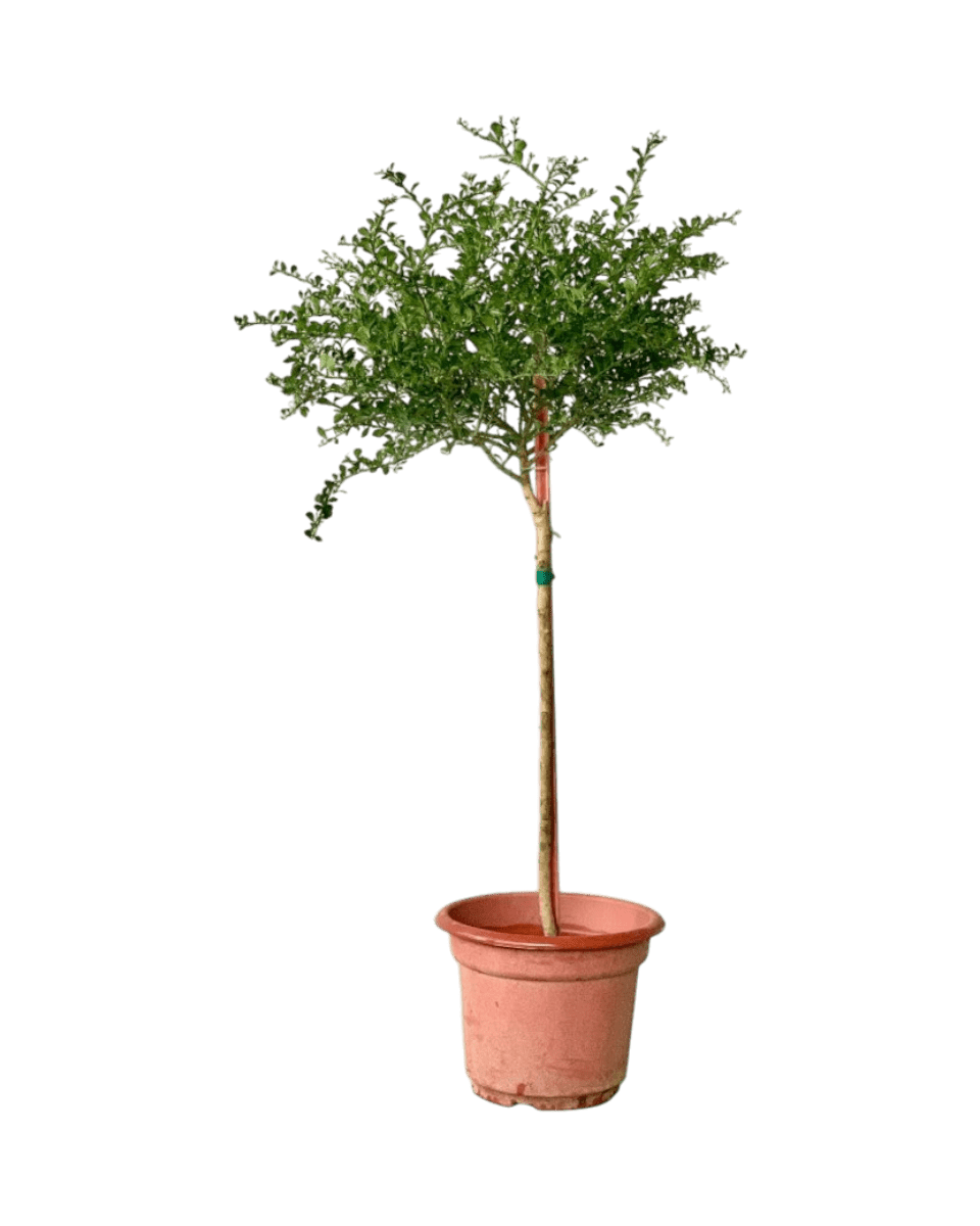 Grow Pot