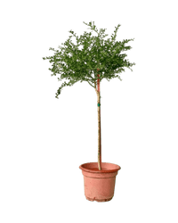 Finger Lime Tree (Australia) - Potted plant - POTT - FING - GRW - 5247 - Tumbleweed Plants - Online Plant Delivery Singapore