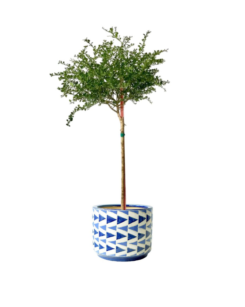 Finger Lime Tree (Australia) - grow pot - Potted plant - Tumbleweed Plants - Online Plant Delivery Singapore