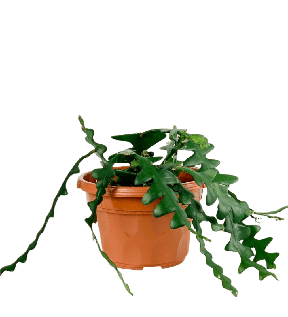 Fishbone cactus - Potted plant - POTT - FISH - GRW - 2807 - Tumbleweed Plants - Online Plant Delivery Singapore