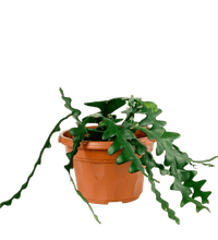 Fishbone cactus - Potted plant - POTT - FISH - GRW - 2807 - Tumbleweed Plants - Online Plant Delivery Singapore