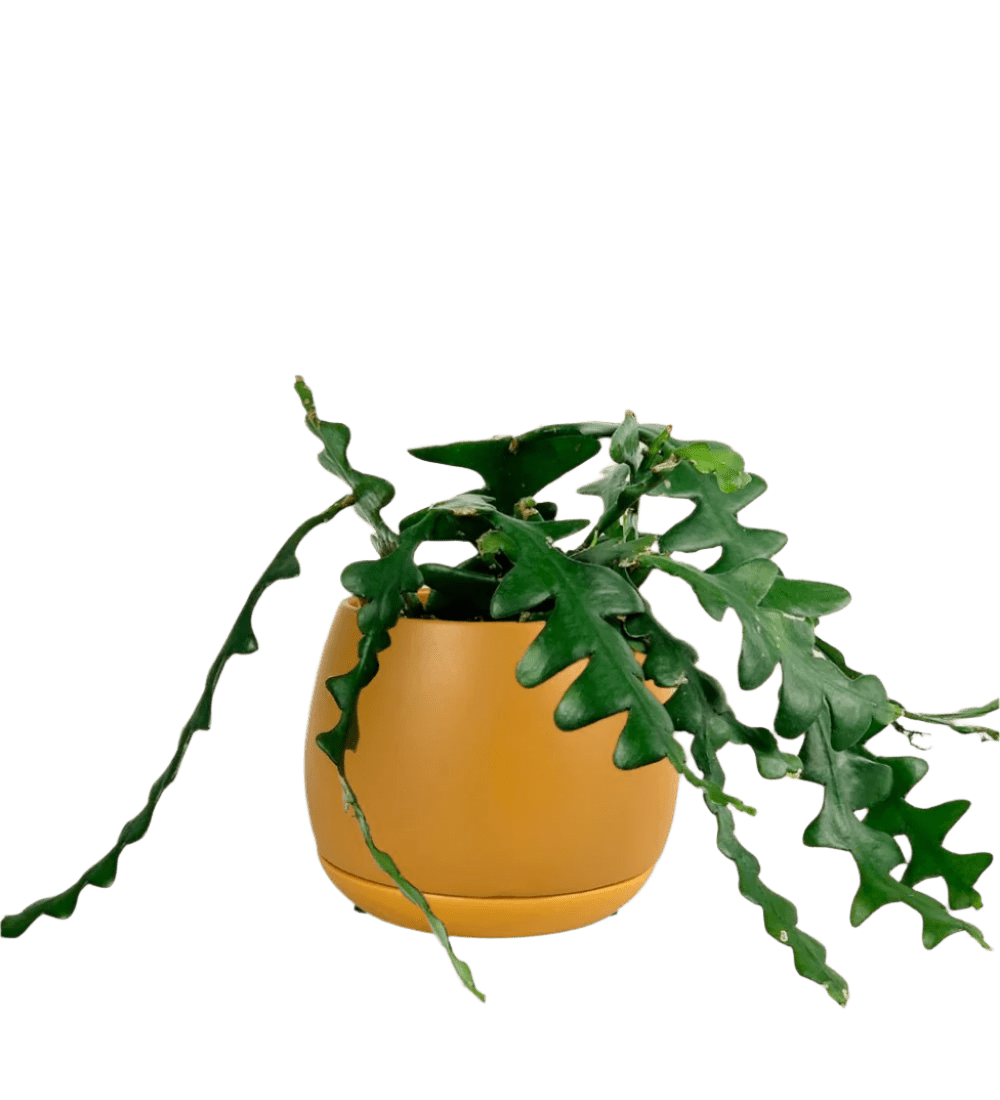 large addie planter (mustard)